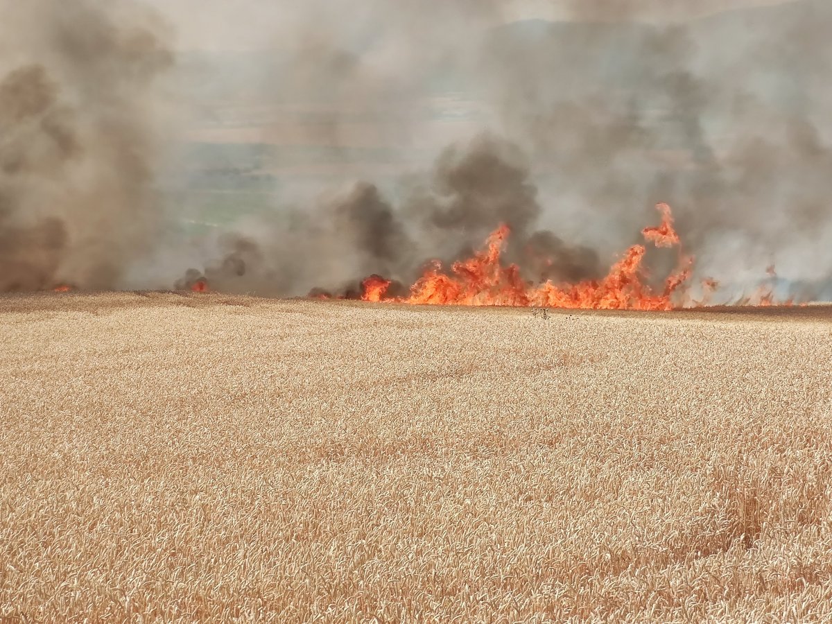 Dünya gıda kriziyle boğuşurken, Türkiye de buğday tarlaları yanıyor #1