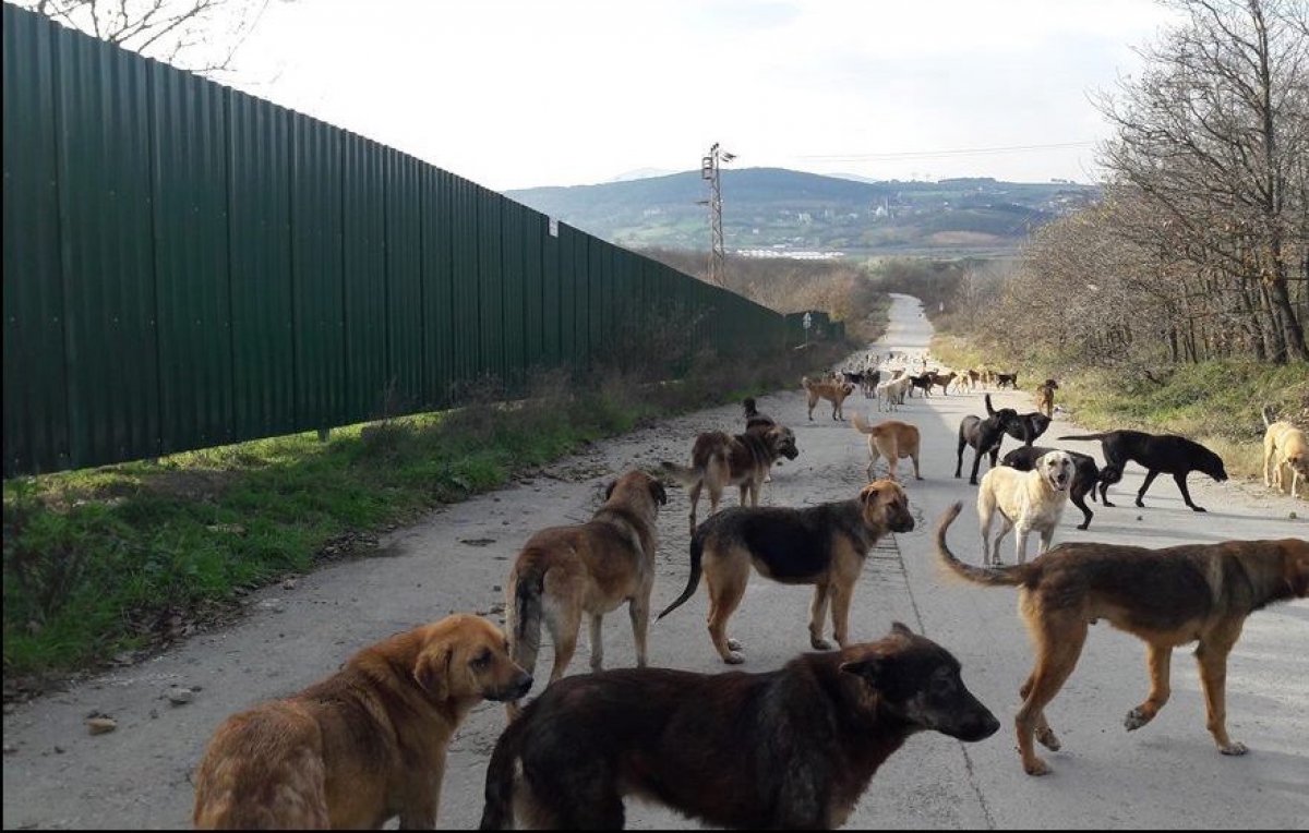 İstanbul Barosu ndan sokak köpeği kurultayı #2
