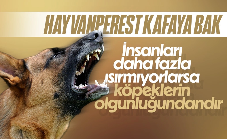 İstanbul Barosu'ndan sokak köpeği kurultayı