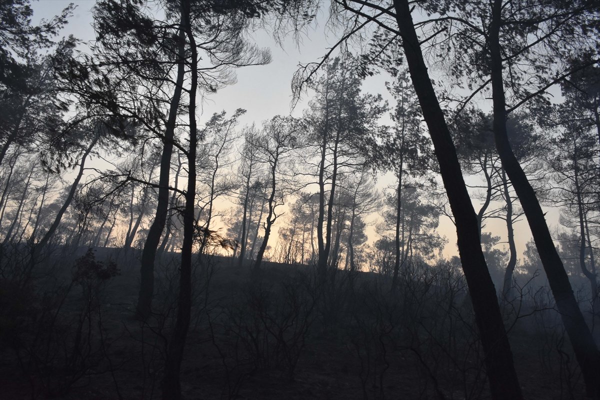 Marmaris’in en genç ormanı yanıyor #5