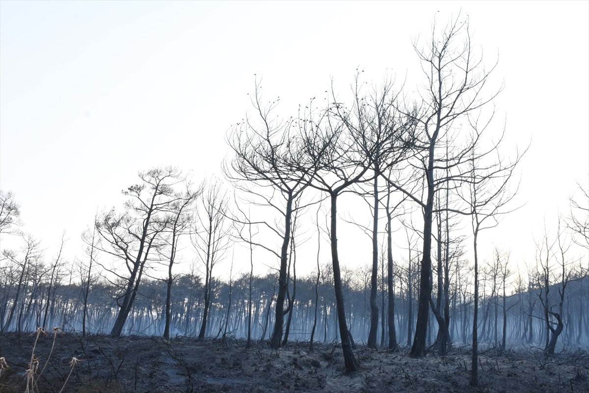 Marmaris’in en genç ormanı yanıyor #13