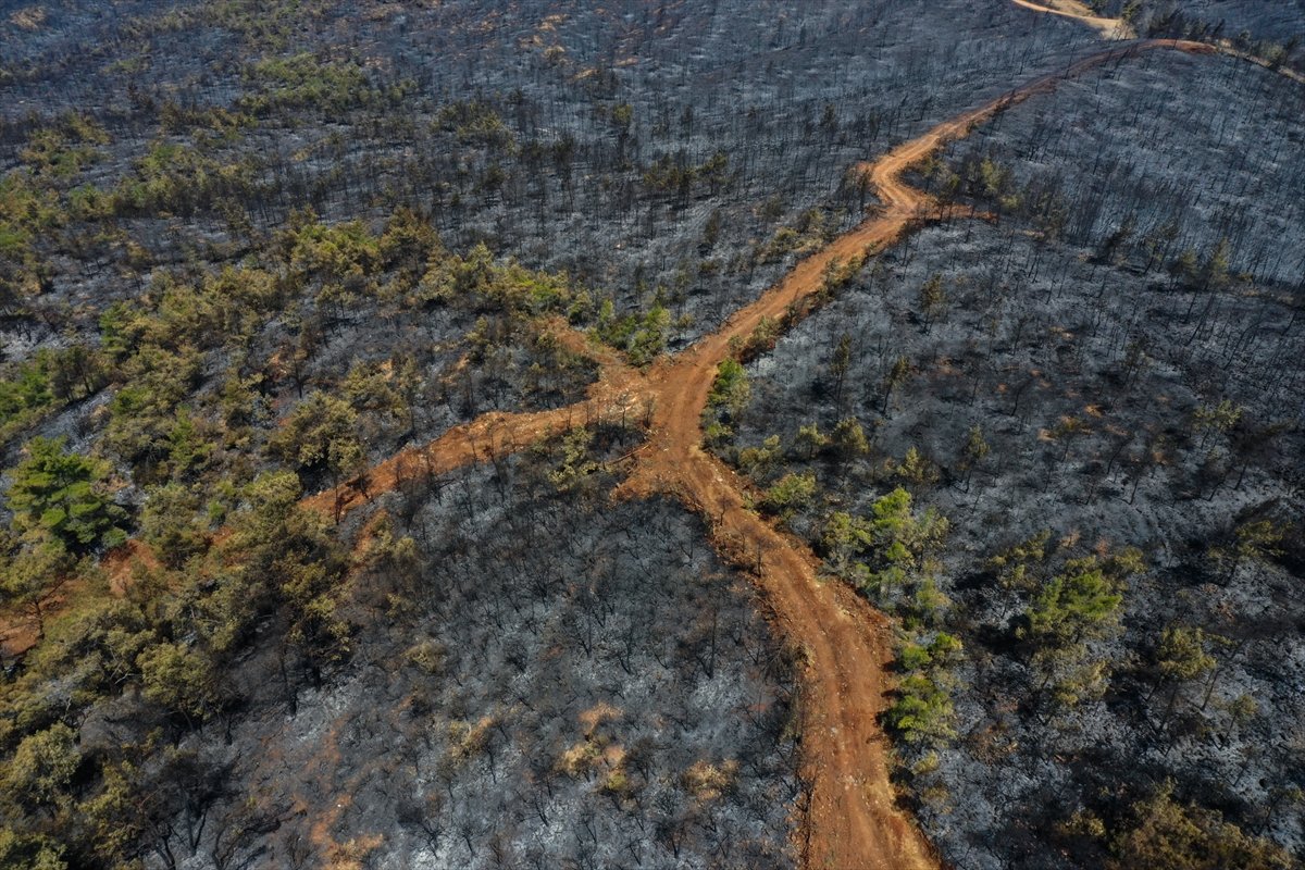 Marmaris yangınının bilançosu: Yeşilden eser kalmadı #2