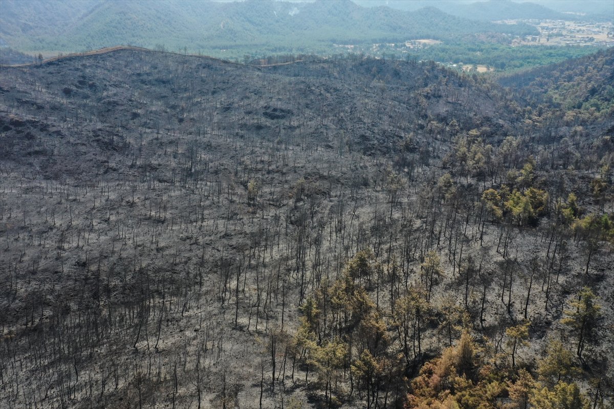 Marmaris yangınıyla küle dönen orman alanları #12