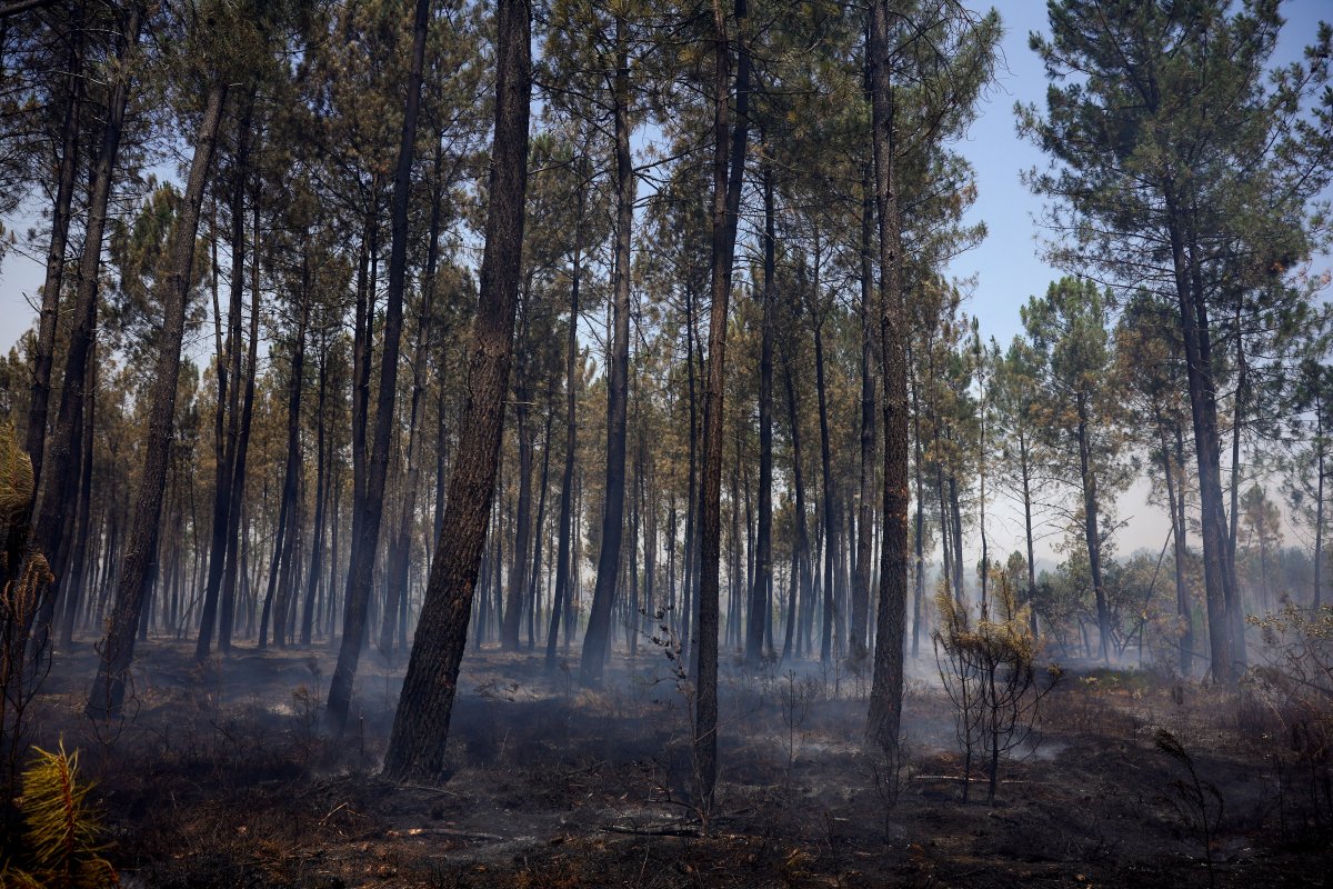 Fransa da orman yangınlarına müdahale, tartışmaya yol açtı #11