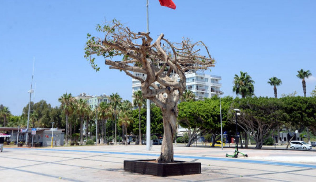 Özgecan Aslan Barış Meydanı ndaki ağacı zehirleyenler bulundu #2