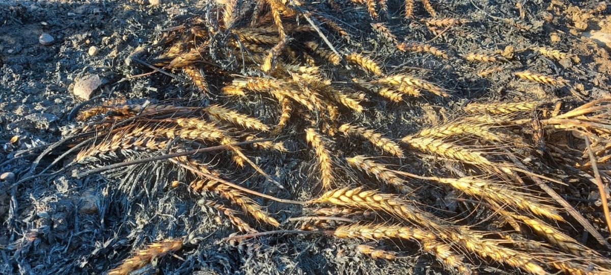 Silivri’de buğday tarlası kül oldu #2