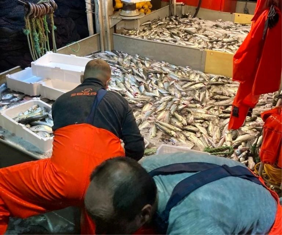 Erdekli balıkçılar 10 bin lüfer tuttu
