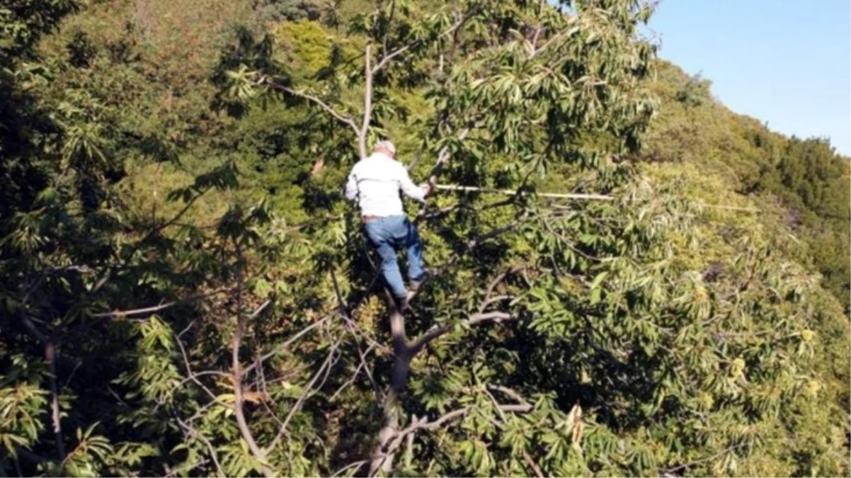 İzmir'de kestane hasadı başladı! Komando gibi ağaçlara tırmanıp günlük 2 bin TL kazanıyorlar