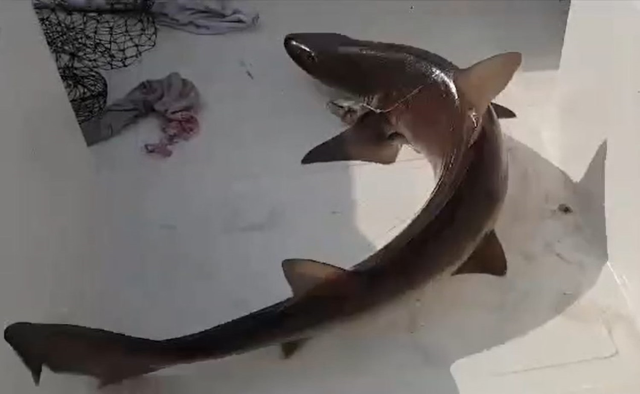 Muğla'da balıkçıların ağına 25 kilogramlık köpekbalığı takıldı
