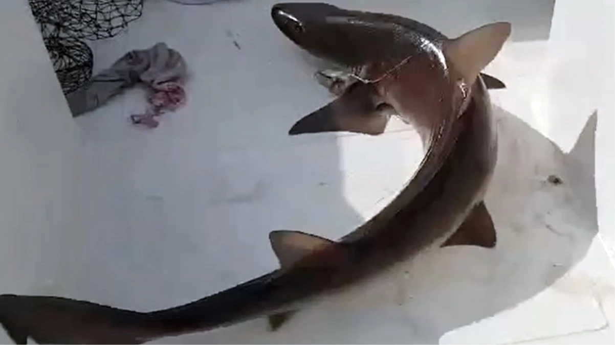 Muğla’da balıkçıların ağına 25 kilogramlık köpekbalığı takıldı